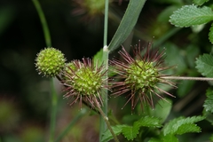 Acaena pallida
