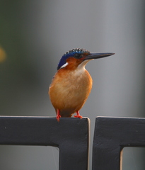 Corythornis vintsioides