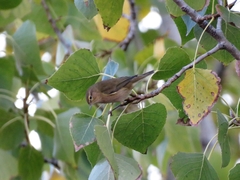 Phylloscopus collybita