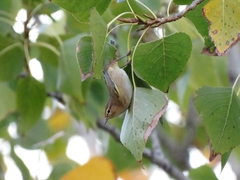 Phylloscopus collybita