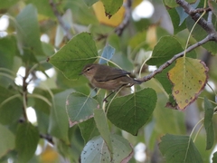 Phylloscopus collybita