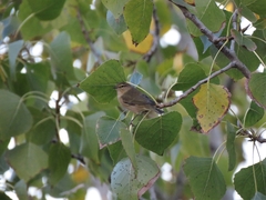 Phylloscopus collybita