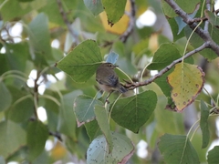 Phylloscopus collybita