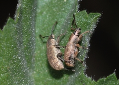 Pseudomeira