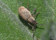 Pseudomeira
