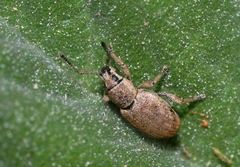 Pseudomeira