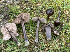 Nolanea edulis concentrica