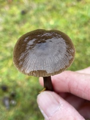 Nolanea edulis concentrica