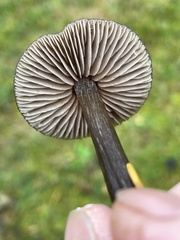 Nolanea edulis concentrica