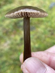 Nolanea edulis concentrica