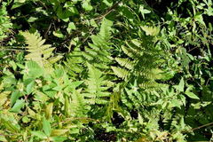Dryopteris karwinskyana