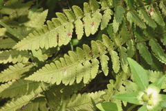 Dryopteris karwinskyana