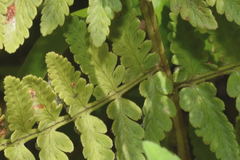 Dryopteris karwinskyana