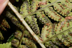 Dryopteris karwinskyana