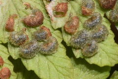 Dryopteris karwinskyana