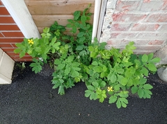 Chelidonium majus