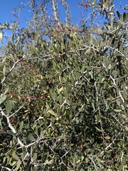 Gymnosporia senegalensis