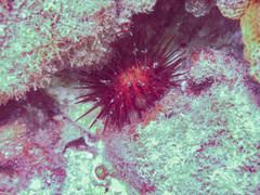 Echinometra lucunter