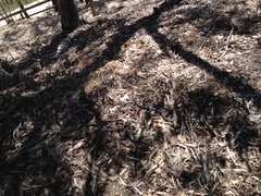 Masticophis lateralis