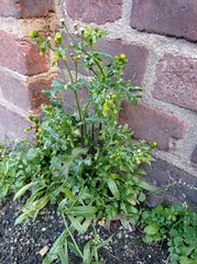 Senecio vulgaris