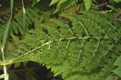 Adiantum concinnum