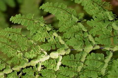 Adiantum concinnum