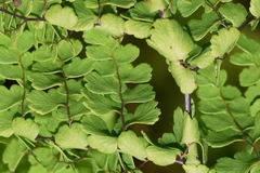 Adiantum concinnum