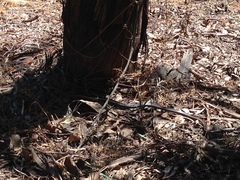 Masticophis lateralis