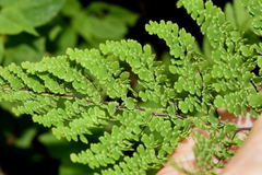 Adiantum concinnum