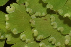 Adiantum concinnum