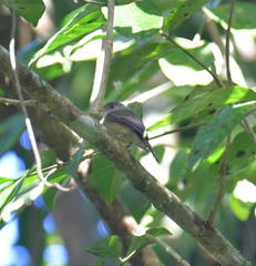 Contopus latirostris blancoi