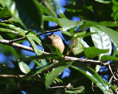 Contopus latirostris blancoi