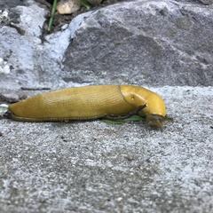 Ariolimax brachyphallus