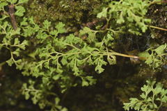 Anogramma leptophylla