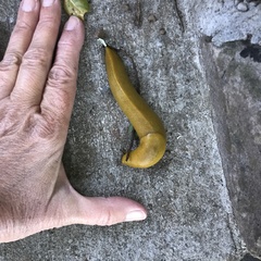 Ariolimax brachyphallus