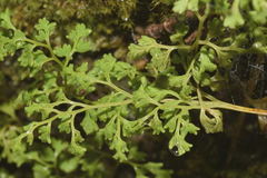 Anogramma leptophylla