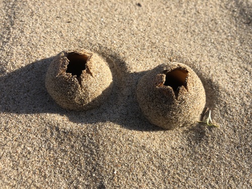 iNaturalist observation photo of Dune Cup
