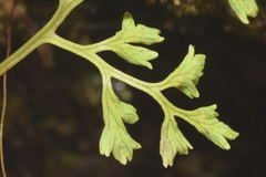 Anogramma leptophylla