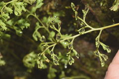 Anogramma leptophylla