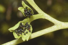 Anogramma leptophylla