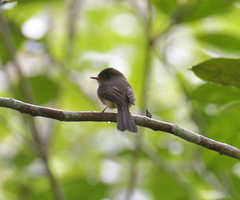 Contopus latirostris blancoi