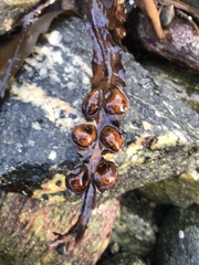 Fucus vesiculosus