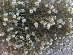 Lobularia maritima