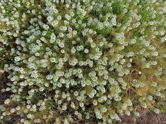 Lobularia maritima