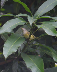 Vireo latimeri