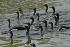 Phalacrocorax fuscicollis