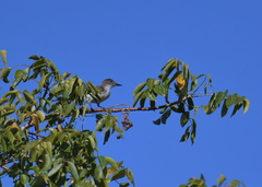 Myiarchus antillarum