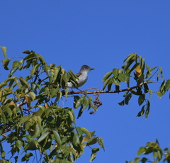 Myiarchus antillarum