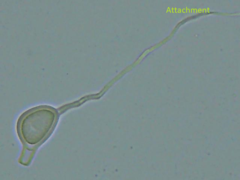 Scytinostroma artocreas