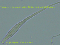 Scytinostroma artocreas